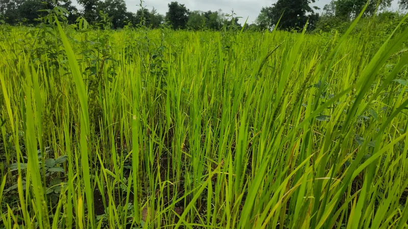 बीजों की कोठरी में सहेजी है पीढ़ियों की खुशहाली, मझगवां के आदिवासी परिवारों ने बचाकर रखी देसी अनाज की विरासत